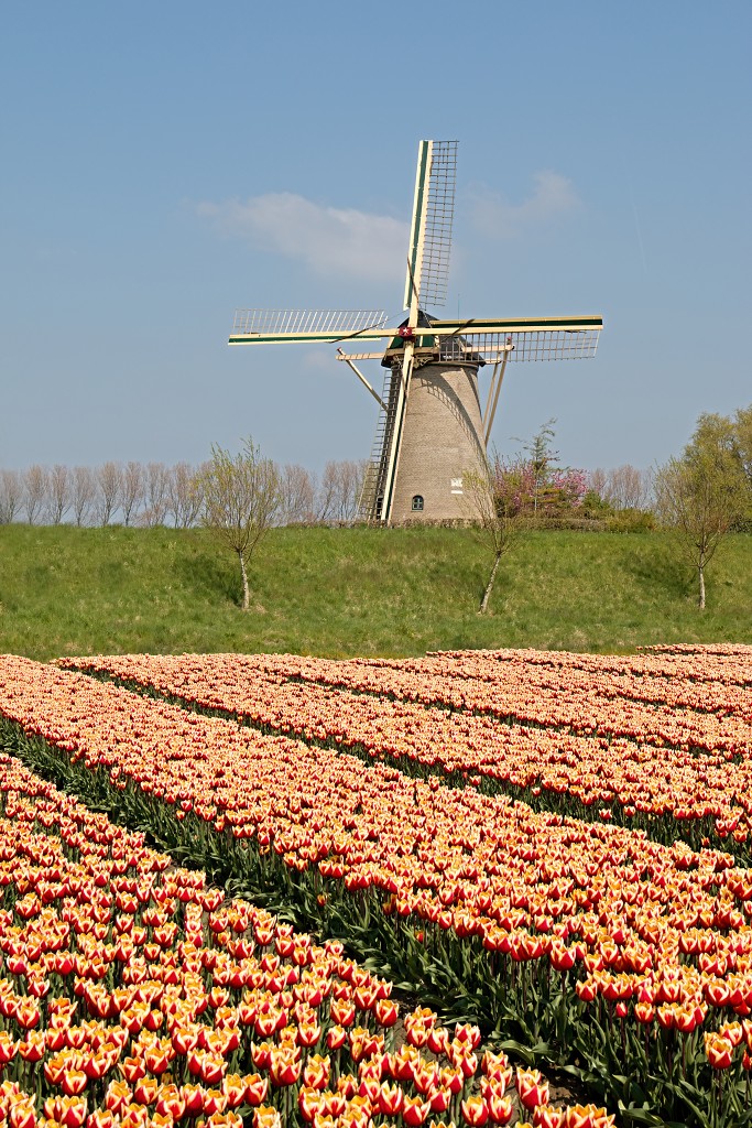 tulp tulpen tulipa natuur hdr tulpenbol liliaceae flora bloem bloemen voorjaar lente tulpenfestival keukenhof festival